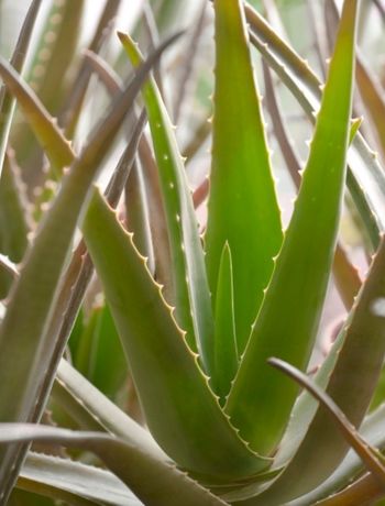 L'ALOE VERA