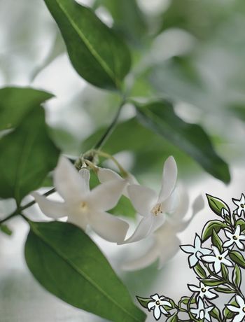 JASMIN